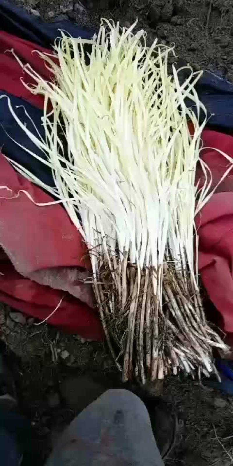 韭黄