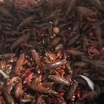 小龙虾