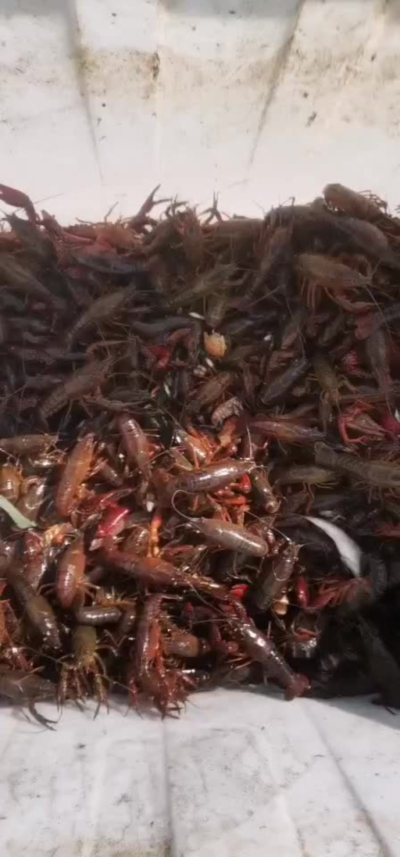 小龙虾
