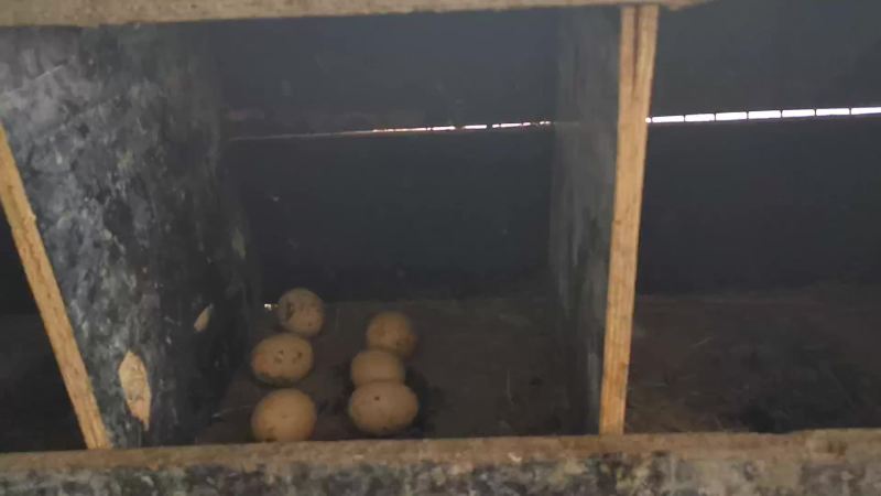 新鲜鸡蛋农林散养新鲜笨鸡蛋菜鸡蛋