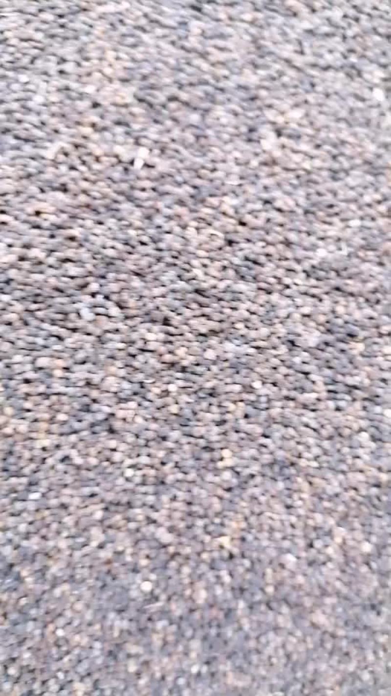 白花菜子