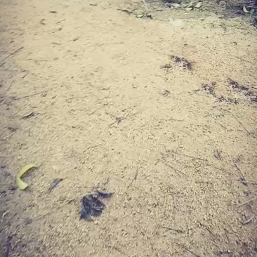 鱼磄老鸭出售