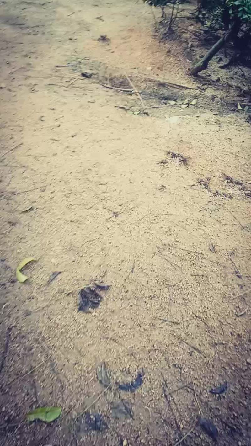 鱼磄老鸭出售