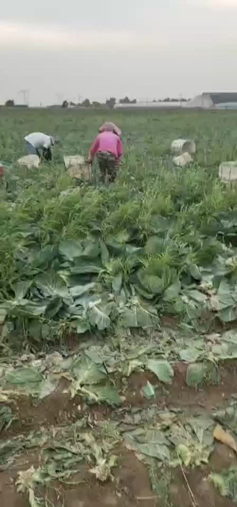 包菜