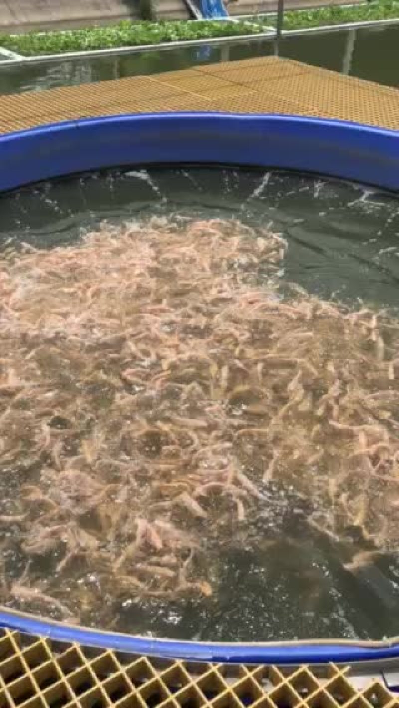池塘圆形内循环高密度高效养鱼糸统设备