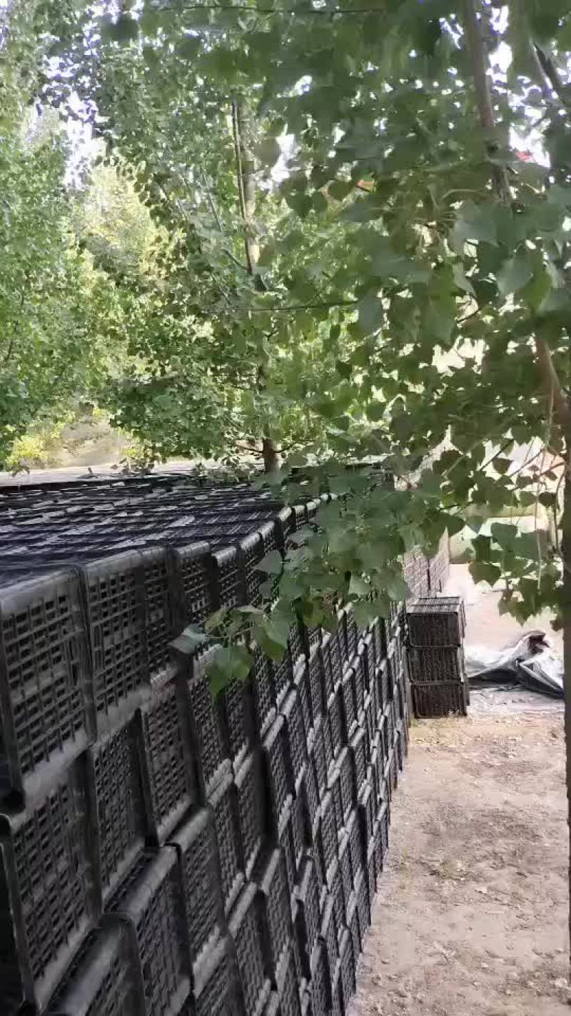 食品筐