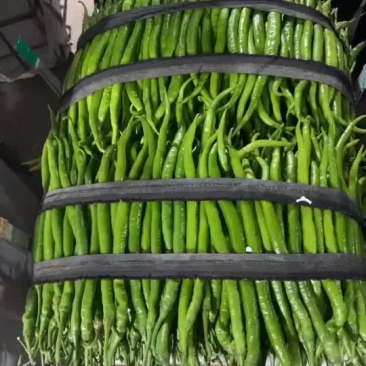 精品线椒