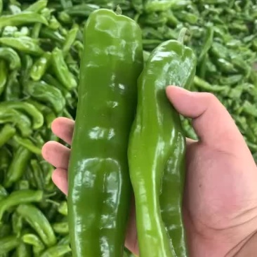 301辣椒