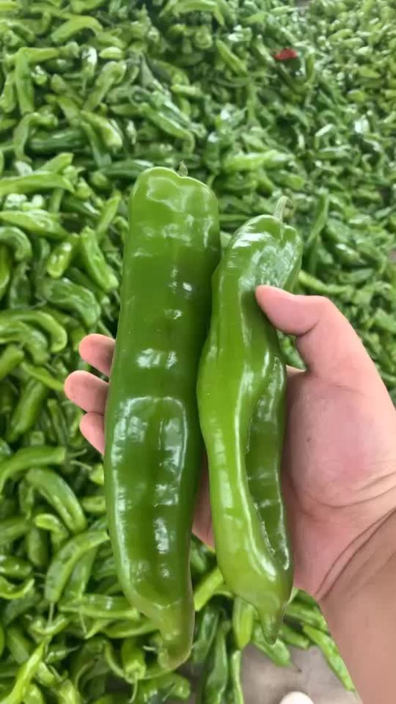 301辣椒