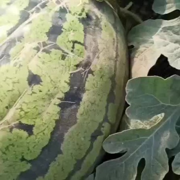 甜王西瓜