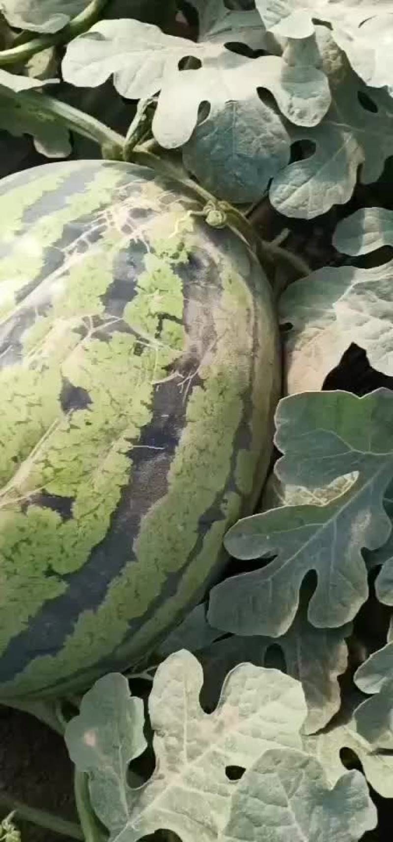 甜王西瓜