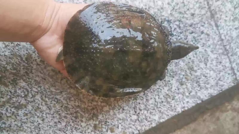 乌龟