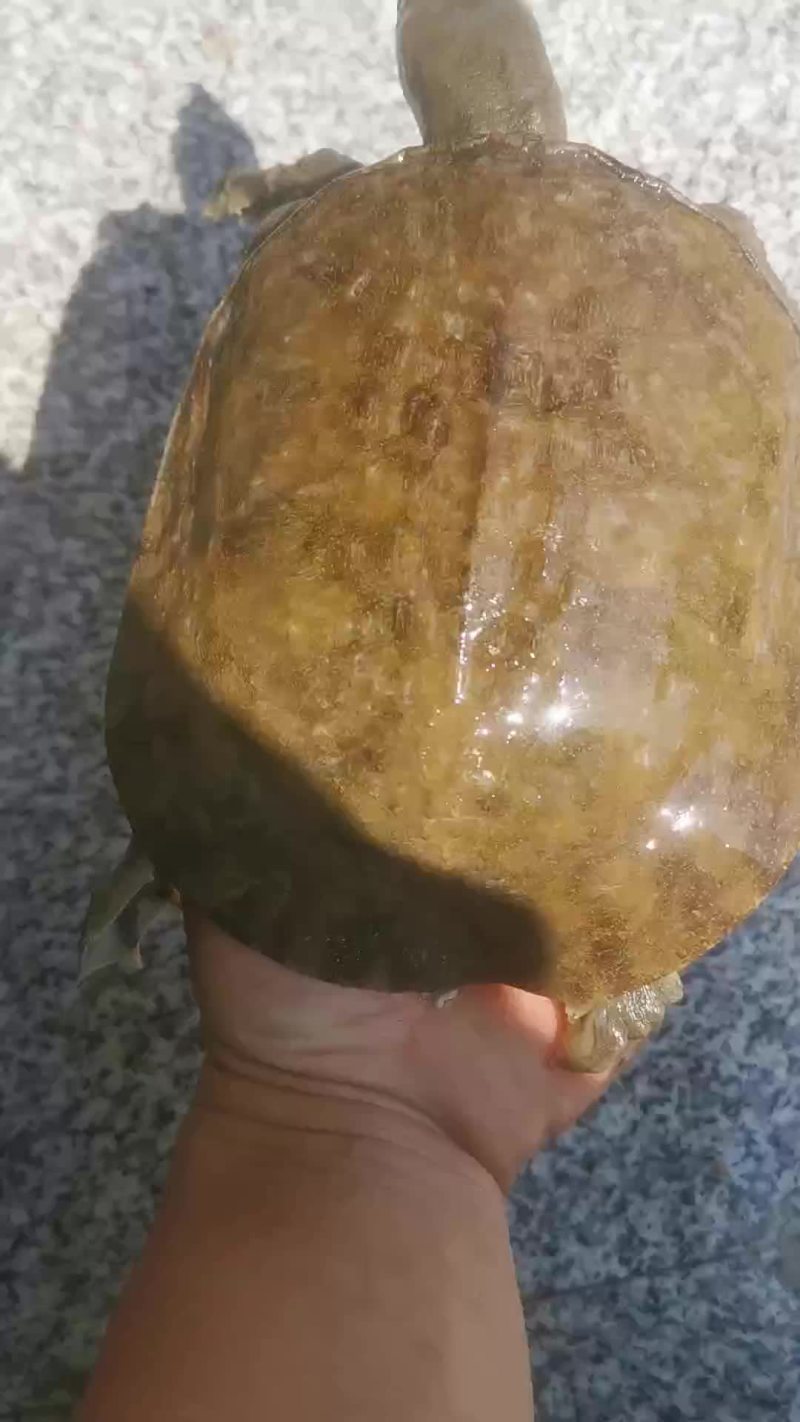 乌龟