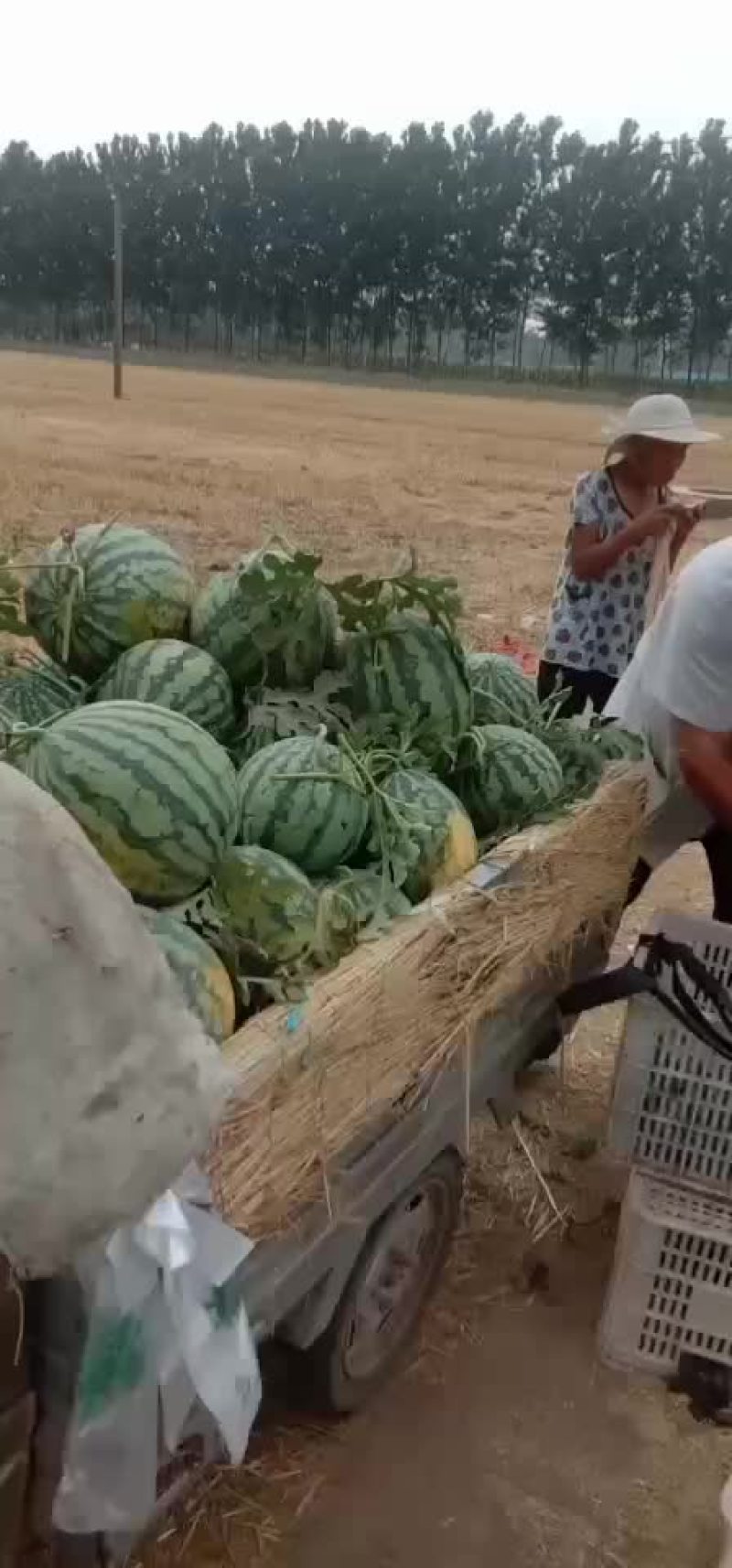 西瓜