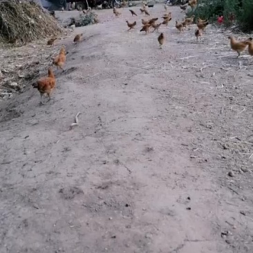 散养草鸡价格便宜味道好送货上门量大价优