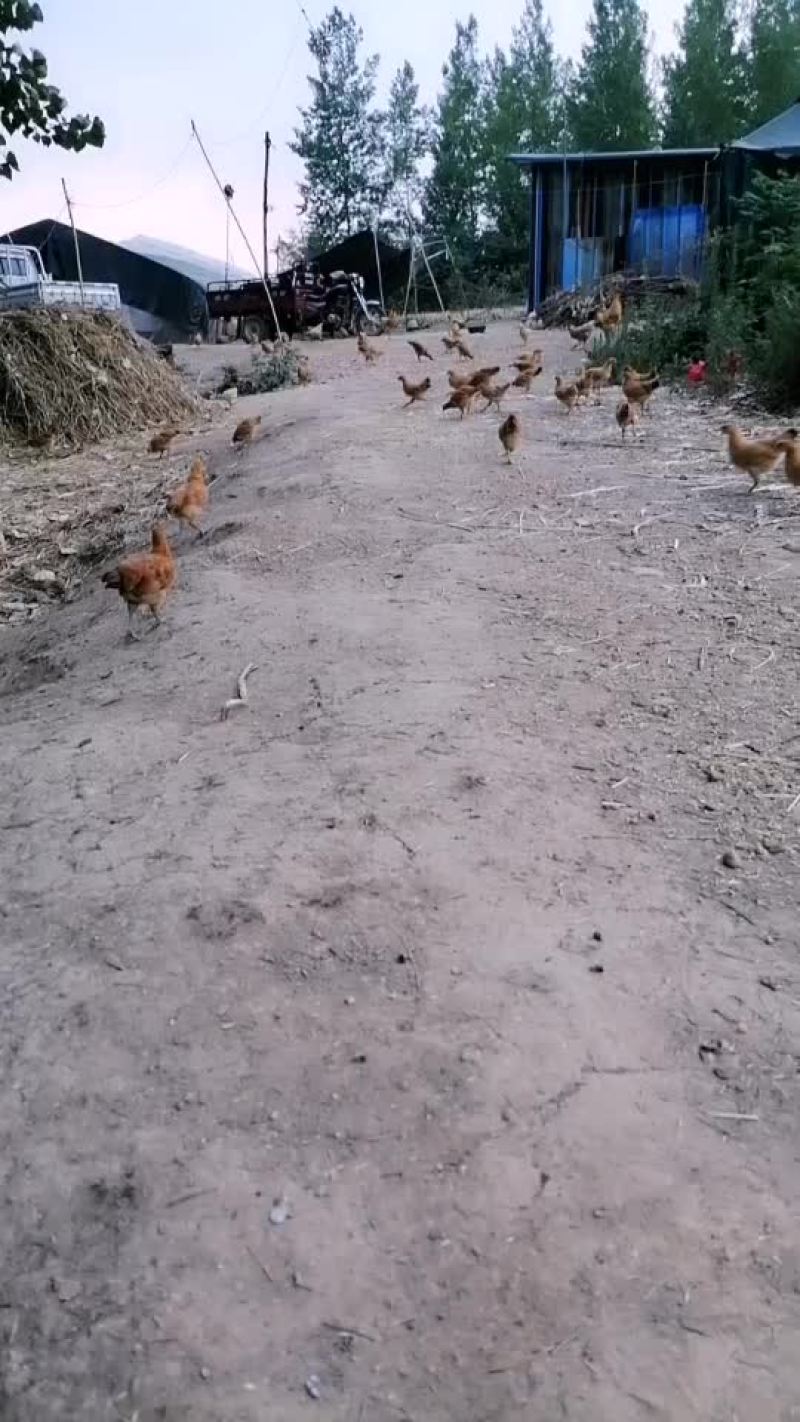 散养草鸡价格便宜味道好送货上门量大价优