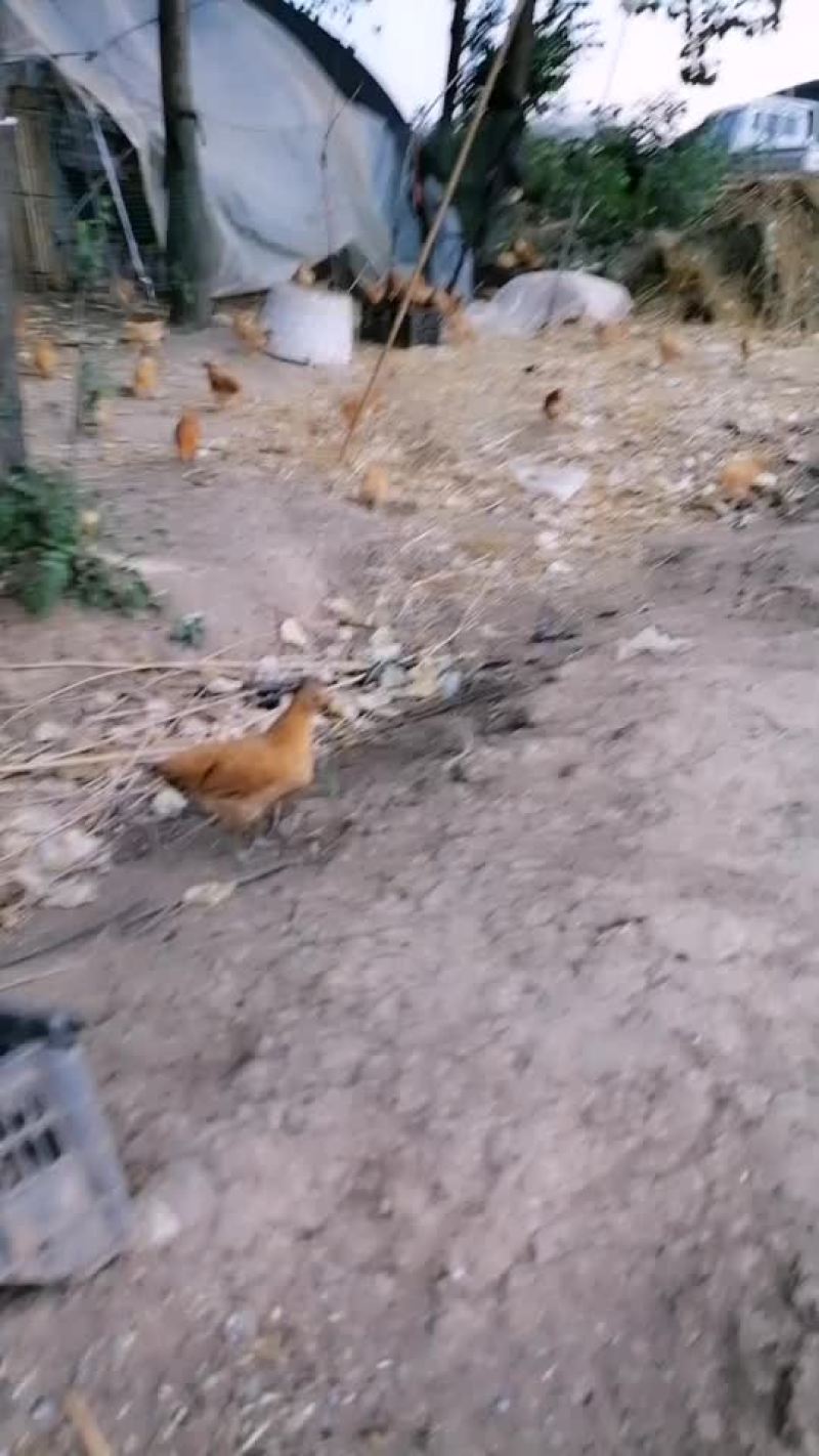 散养草鸡价格便宜味道好送货上门量大价优