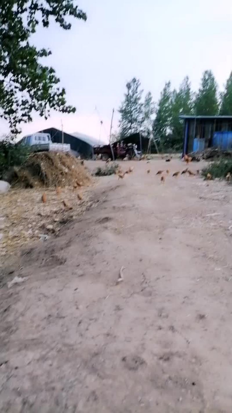 散养草鸡价格便宜味道好送货上门量大价优