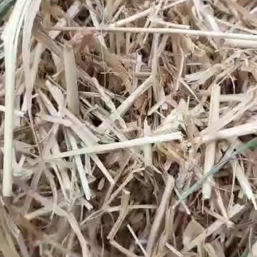 小麦秸秆河南优质小麦结杆方捆大圆捆大量现货随时装车