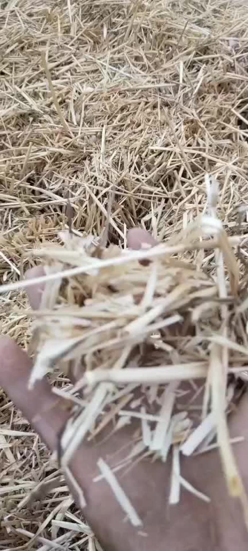 小麦秸秆河南优质小麦结杆方捆大圆捆大量现货随时装车