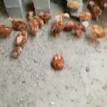 380红羽公鸡脱温苗