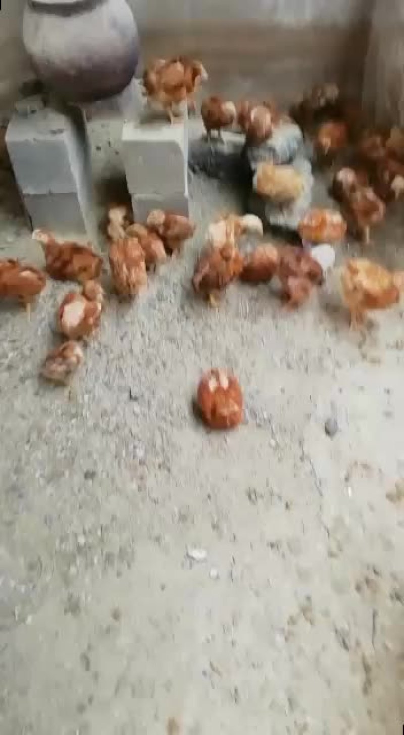 380红羽公鸡脱温苗