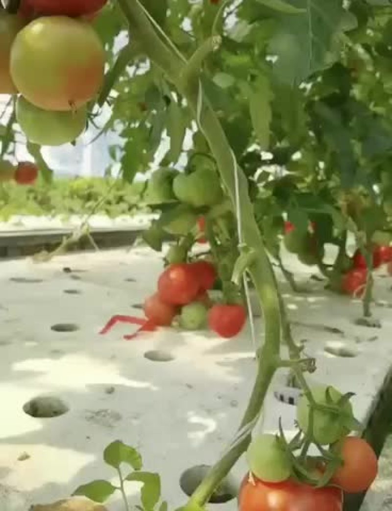 鱼菜共生内循环系统设备
