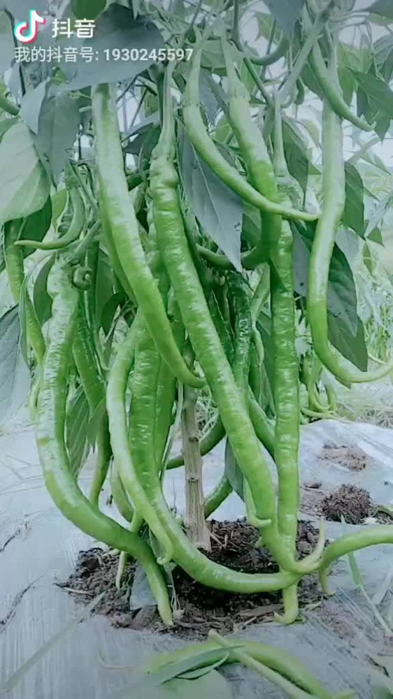 蔬菜