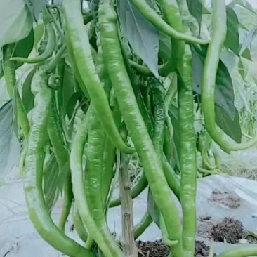 蔬菜