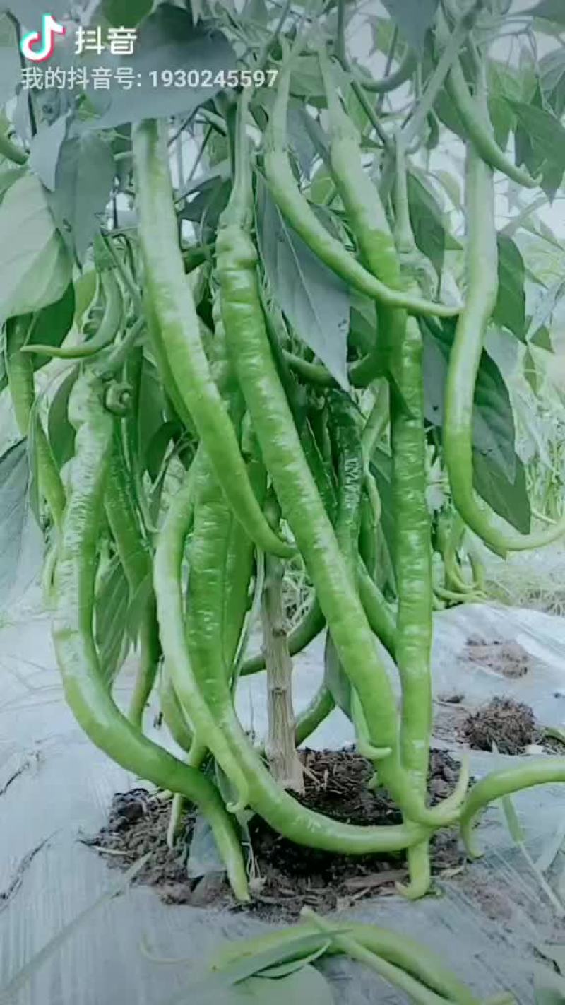 蔬菜