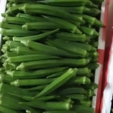 水果型：黄秋葵
