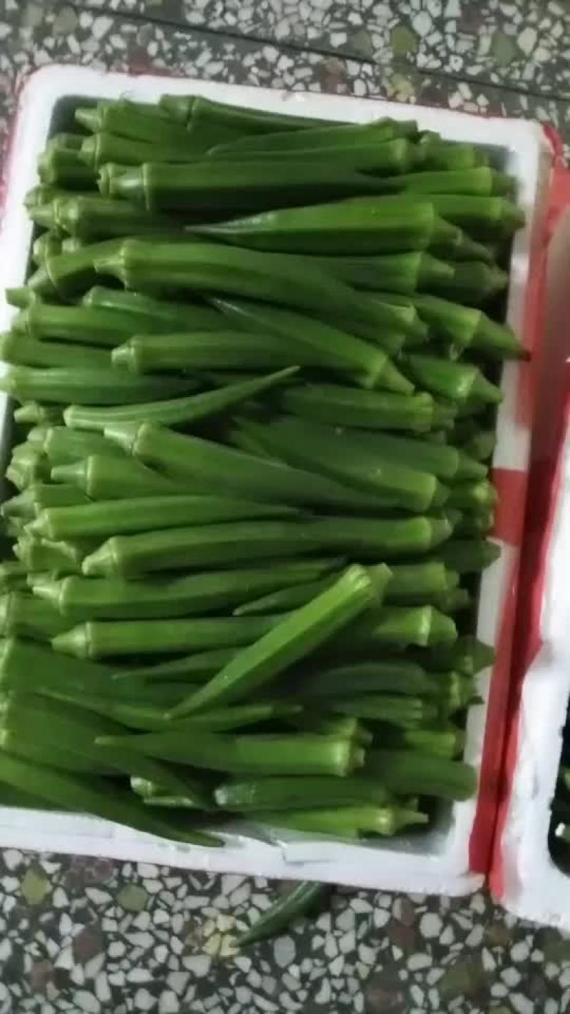 水果型：黄秋葵