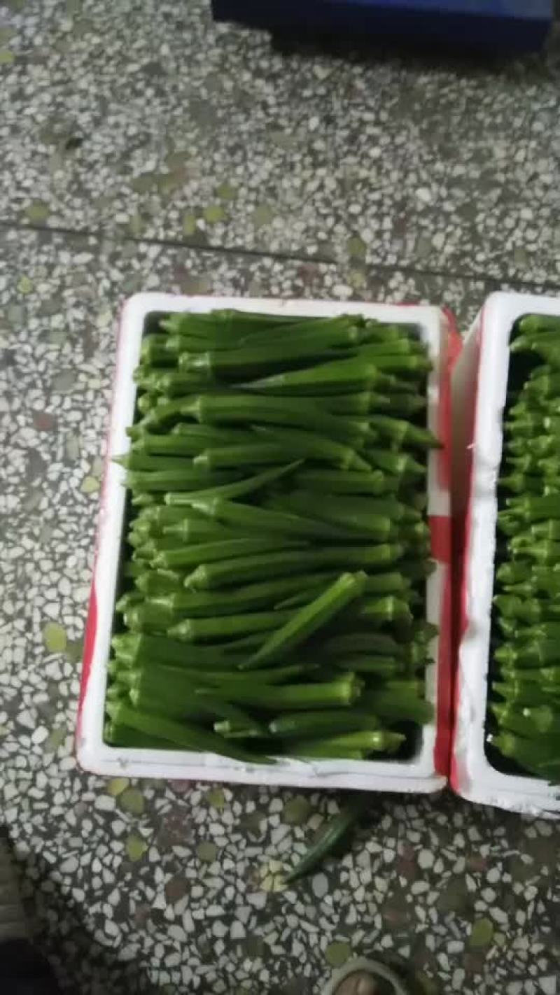 水果型：黄秋葵