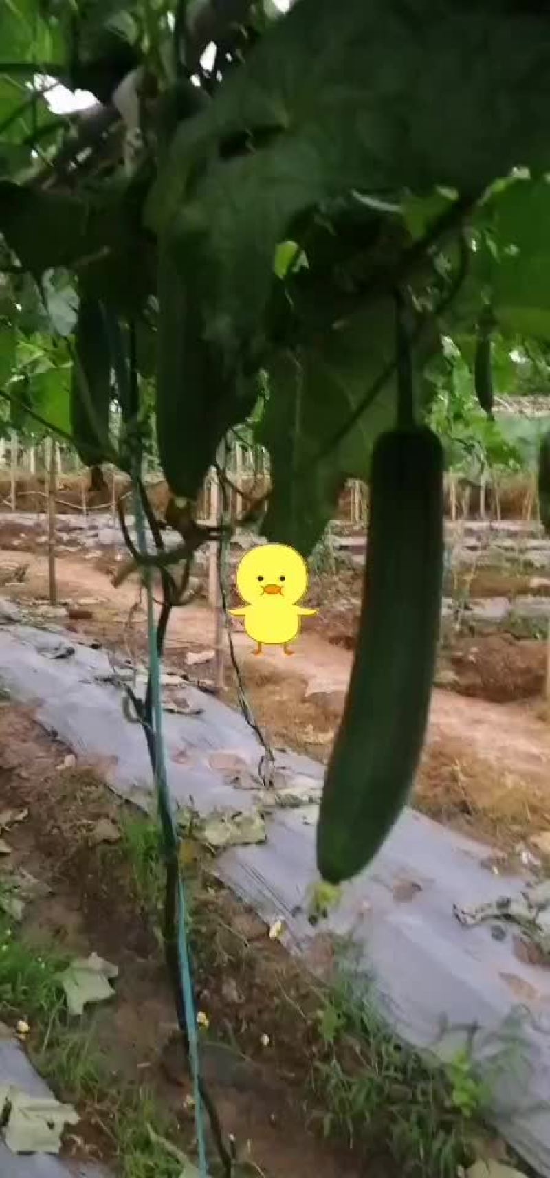 露天丝瓜