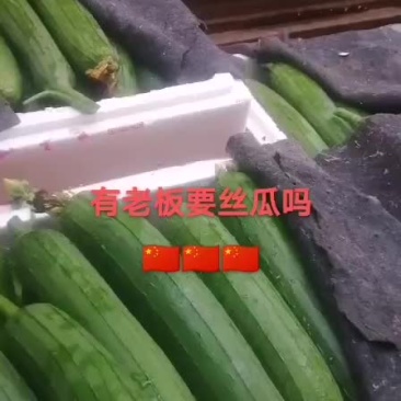 露天丝瓜