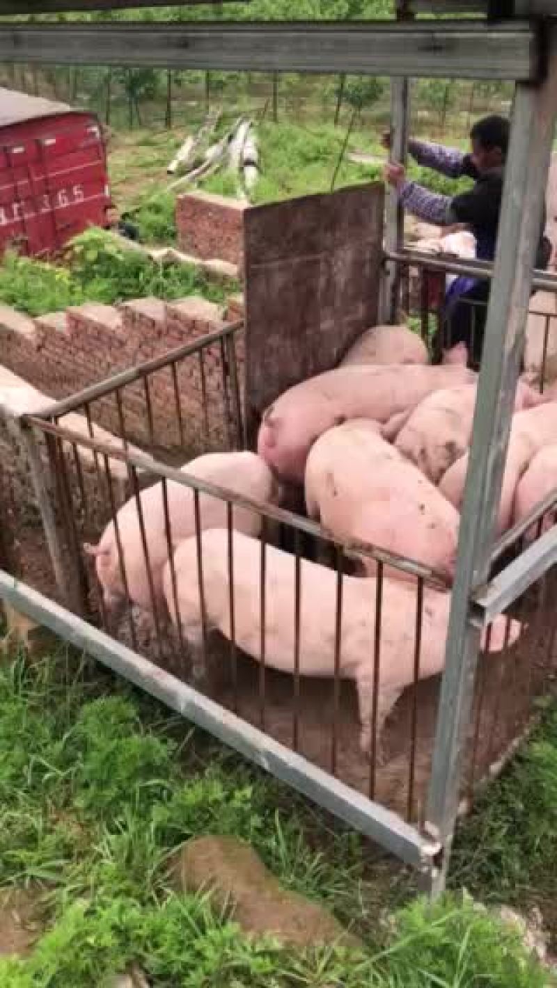 出售大公司后备公猪、二元母猪