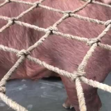 出售大公司后备公猪、二元母猪