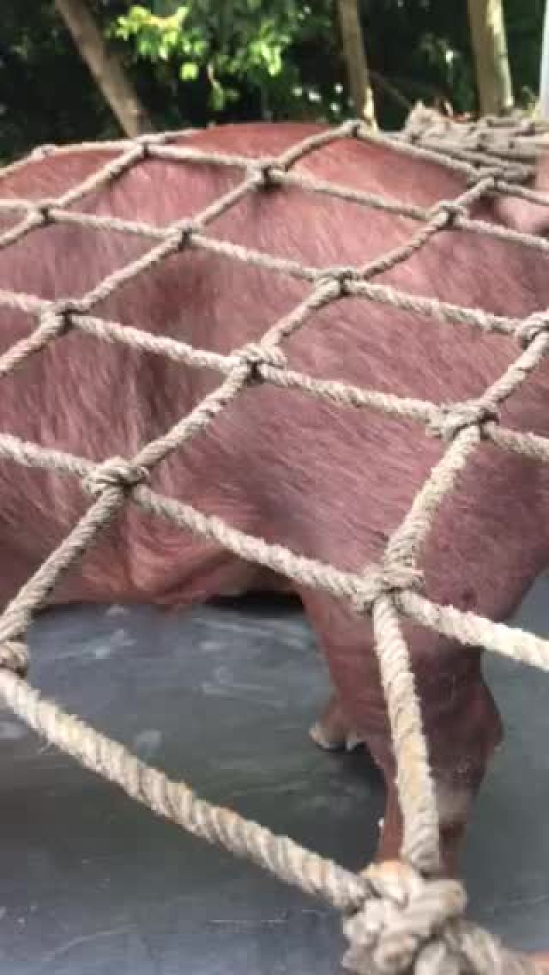出售大公司后备公猪、二元母猪