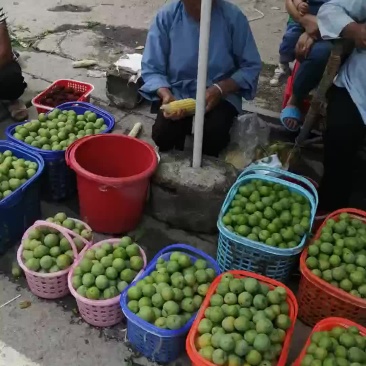 一件代发贵州李子冰脆李空心李