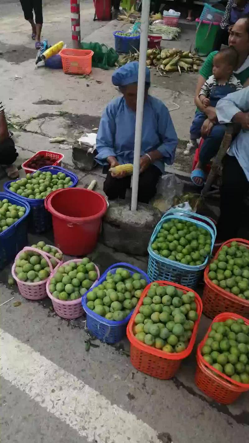 一件代发贵州李子冰脆李空心李