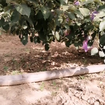 富士苹果