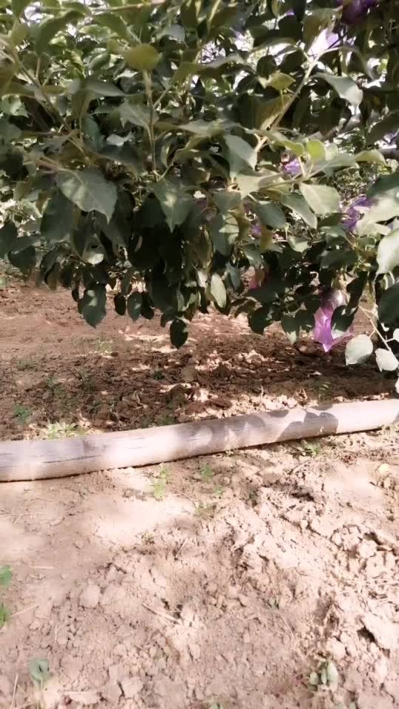 富士苹果