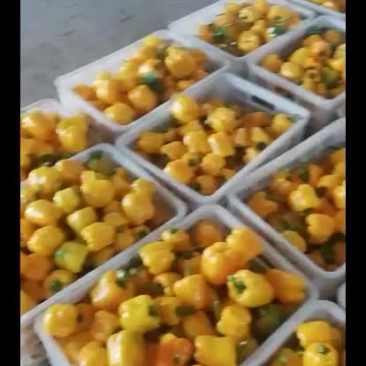 鲜辣椒