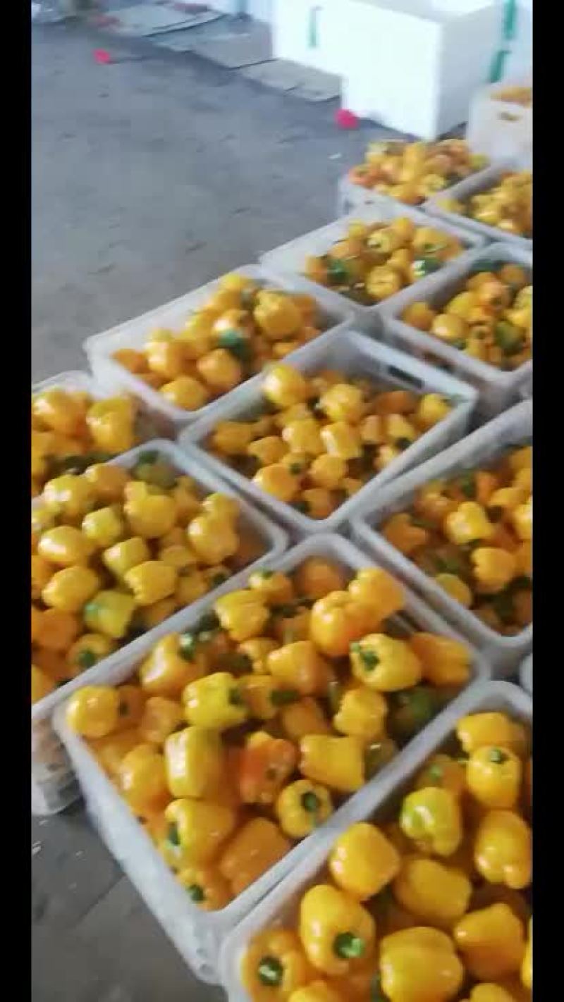鲜辣椒
