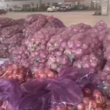 红皮洋葱