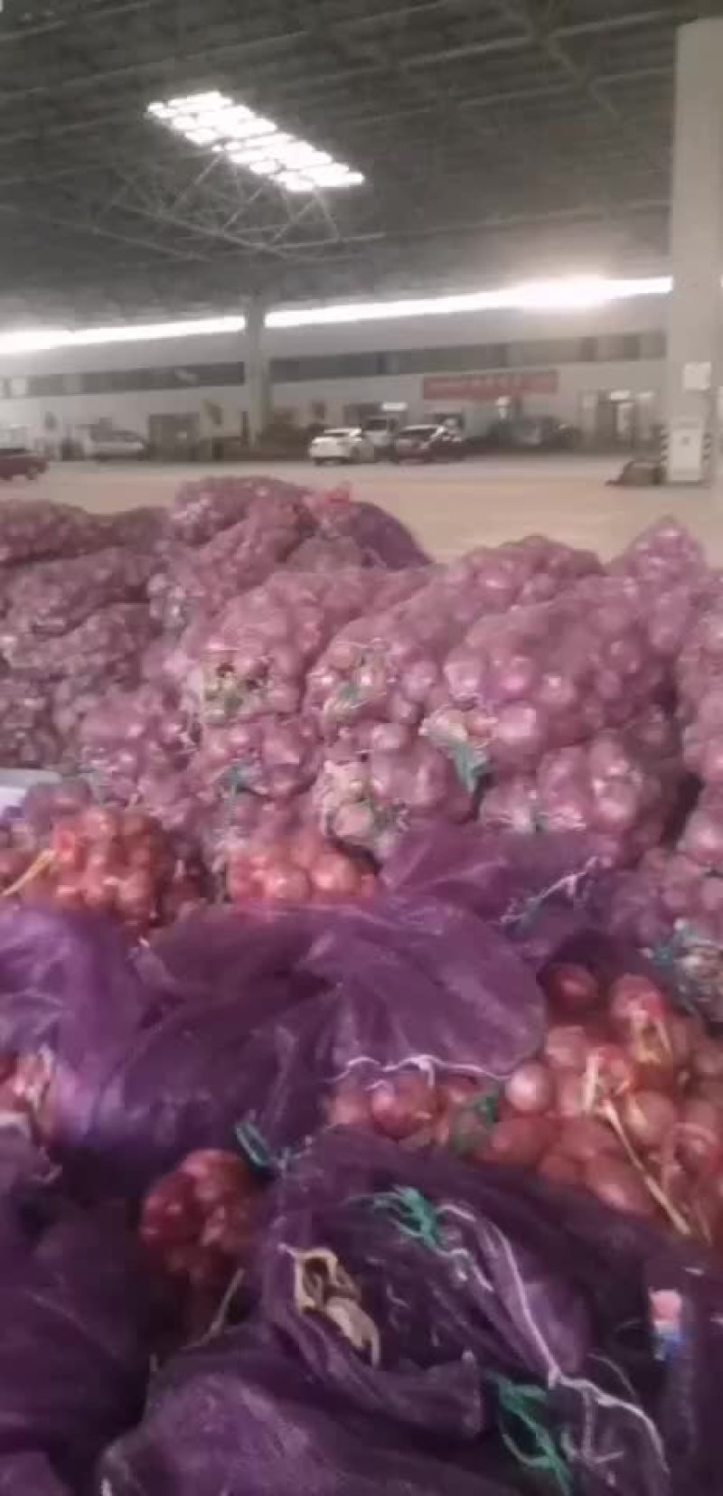 红皮洋葱