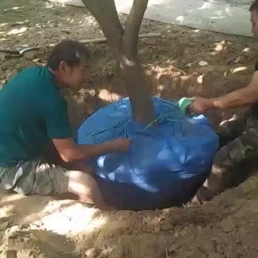 出售各规格桑树，桑树苗！桑葚干！