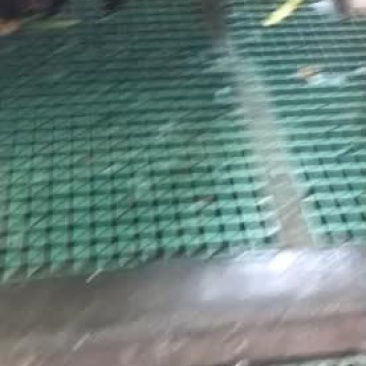 番鸭