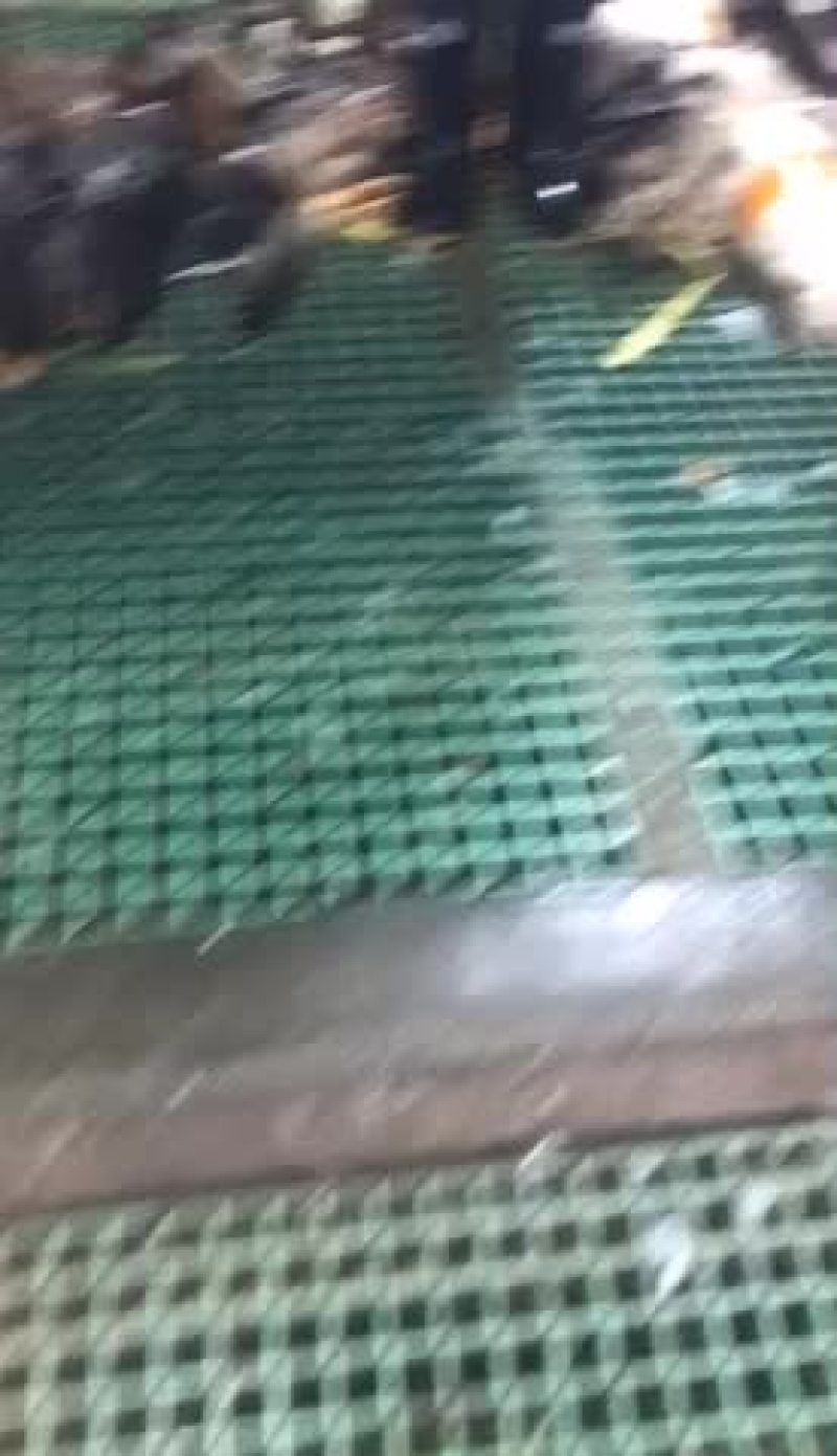 番鸭