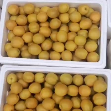 珍珠油杏